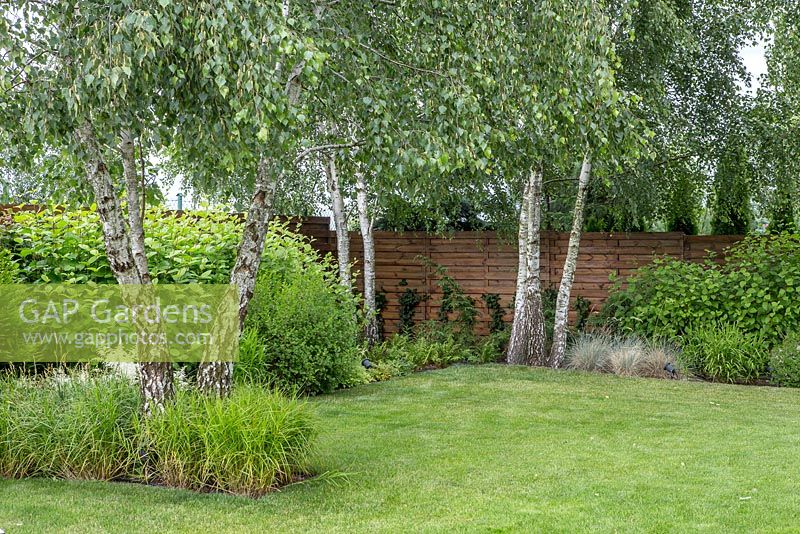 Summer border with deciduous birch trees, shrubs and grasses. This set of plants looks good also during tough winter.