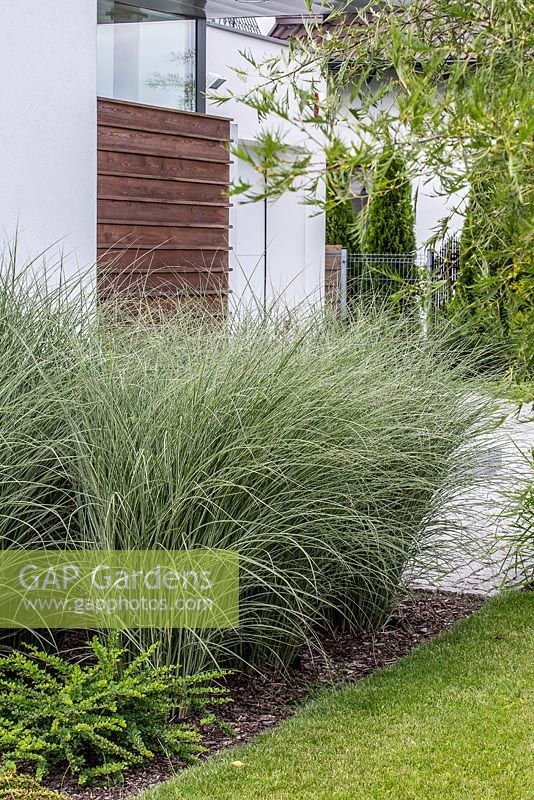 Miscanthus sinensis 'Gracillimus' at entrance to modern house 