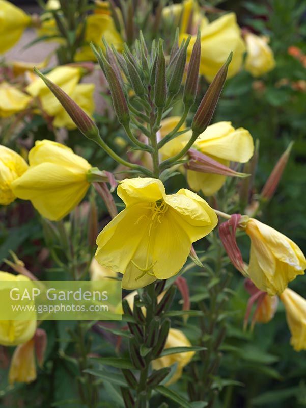 Oenothera annuus, evening primrose, a self-seeding annual that has single, yellow, fragrant cupped flowers that open in the evening and at night.