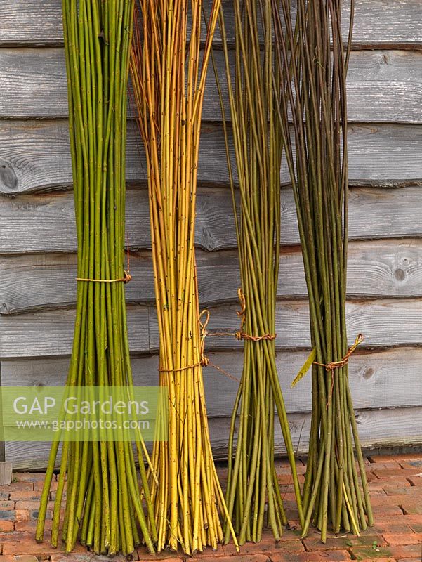 Bundles of newly coppiced Salix viminalis - willow stems harvested during late autumn and winter each year, to create living willow structures and woven items.