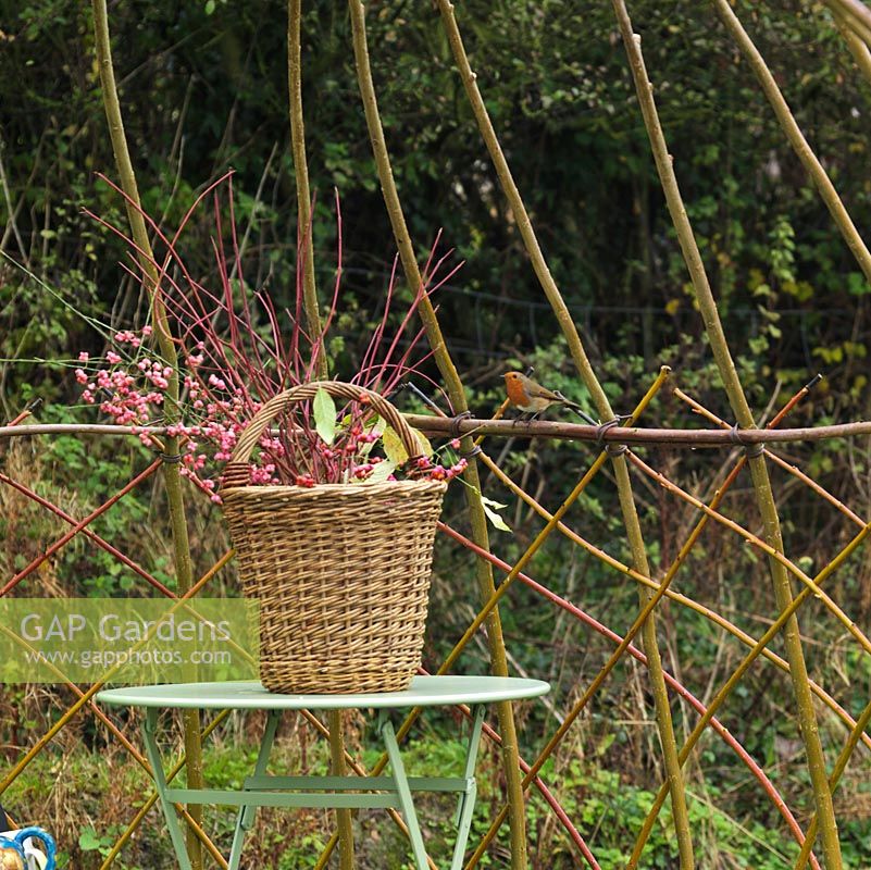 Robin  attracted by berries in a homemade basket inside new living willow structure.