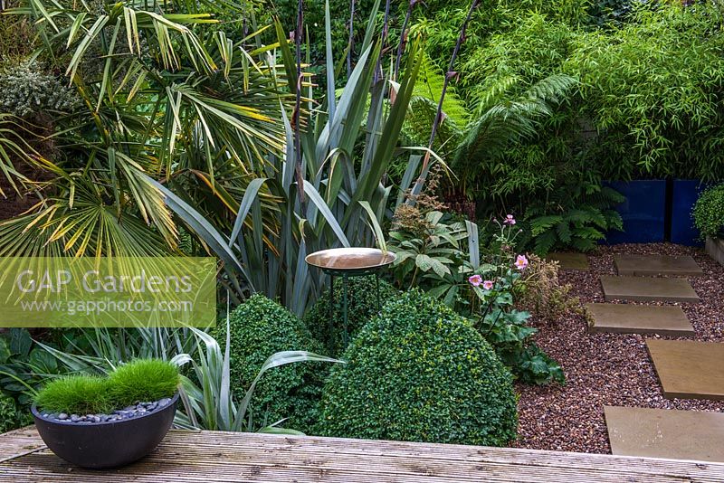A bird bath in the middle of a border with lush Australiasian inspired planting including Trachycarpus fortunei palm, Phormium tenax, Dicksonia antartica, Anemone Konigin Charlotte, Buxus sempervirens topiary and containers with Phyllostachys aurea. Stepping stones on gravel lead to a secret path that runs to the play area at the back of the garden.