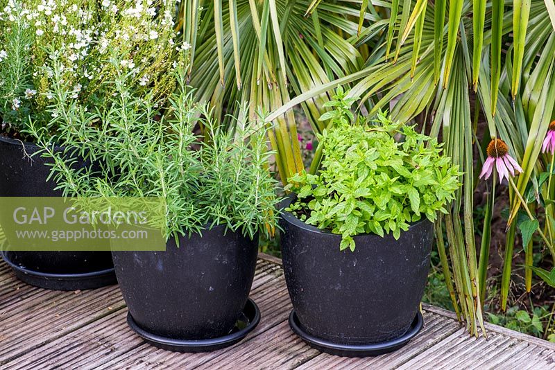 Rosemary and mint in small black modern containers.