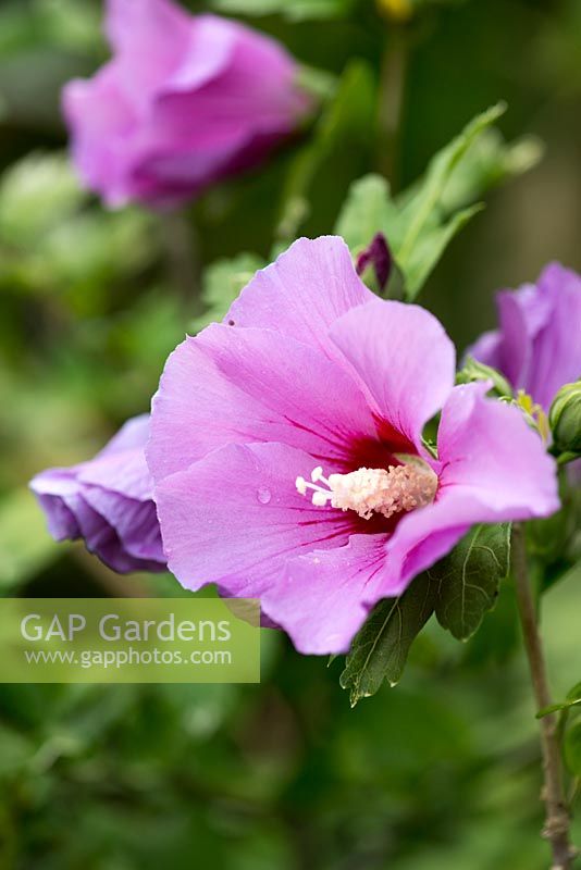 Hibiscus syriacus, a late flowering shrub with pretty pink flowers. Needs a sunny position.
