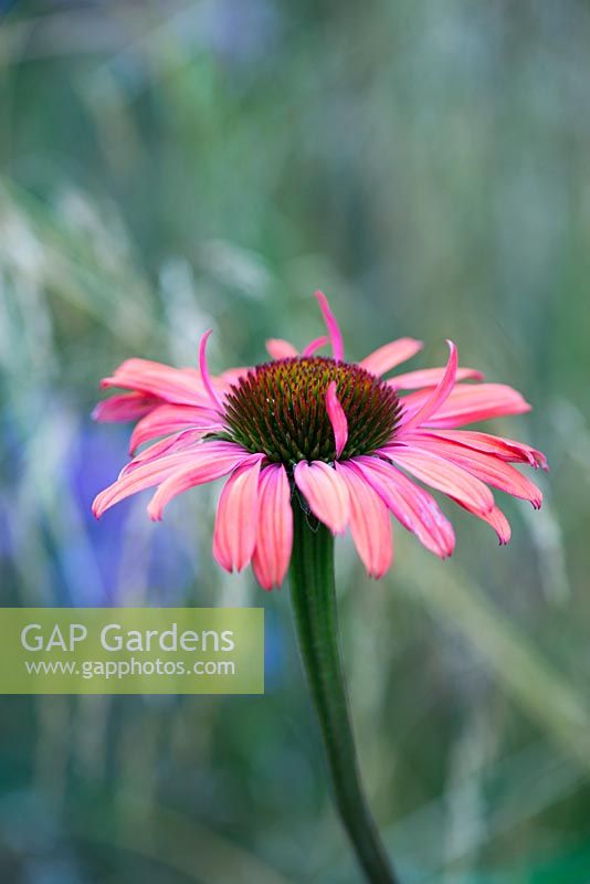 Echinacea Mama Mia, a coneflower whose large scented flowers open red then age through orange and coral to pink. Loved by bees and butterflies.