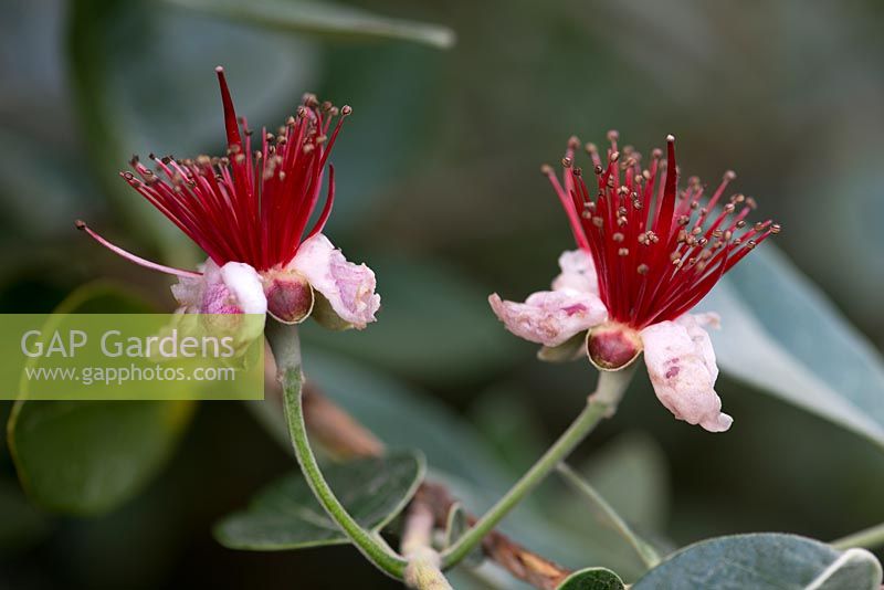 Acca sellowiana, Feijoa or Pineapple Guava, a native of New Zealand