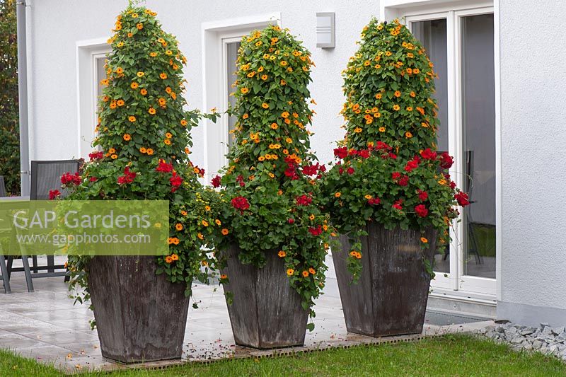Large wooden planters with Thunbergia alata -black-eyed Susan and Pelargonium peltatum as a screen on the terrace
