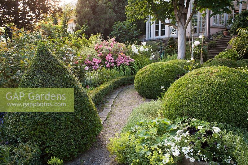 Pathway with box topiary and flowerbeds edged with box hedging. mature horse chestnut tree. Rosa 'Ferdy'. Marina Wust, Germany