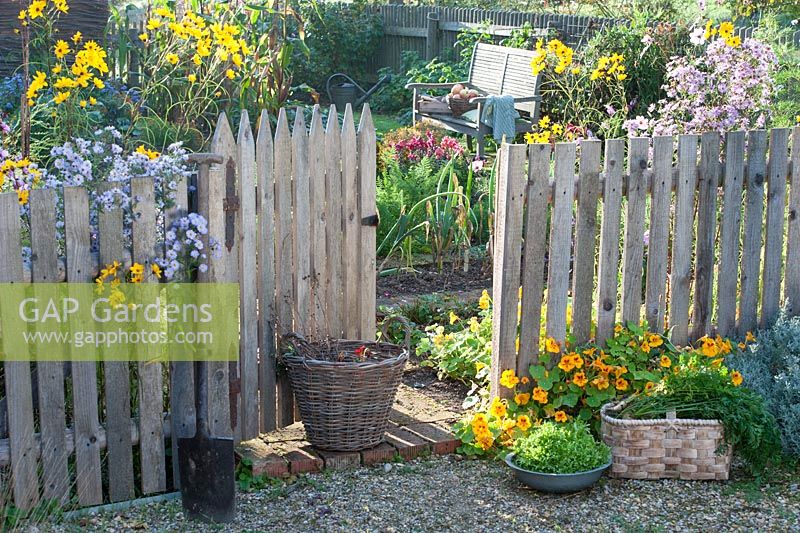 Wooden fence with open gate to organic garden Plants include Tropaeolum - nasturtium, Aster - Michaelmas daisies and Helianthus - Perennial Sunflower