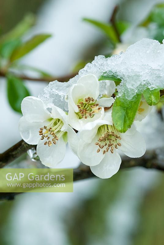 Chaenomeles speciosa 'Nivalis' flowers with snow. March