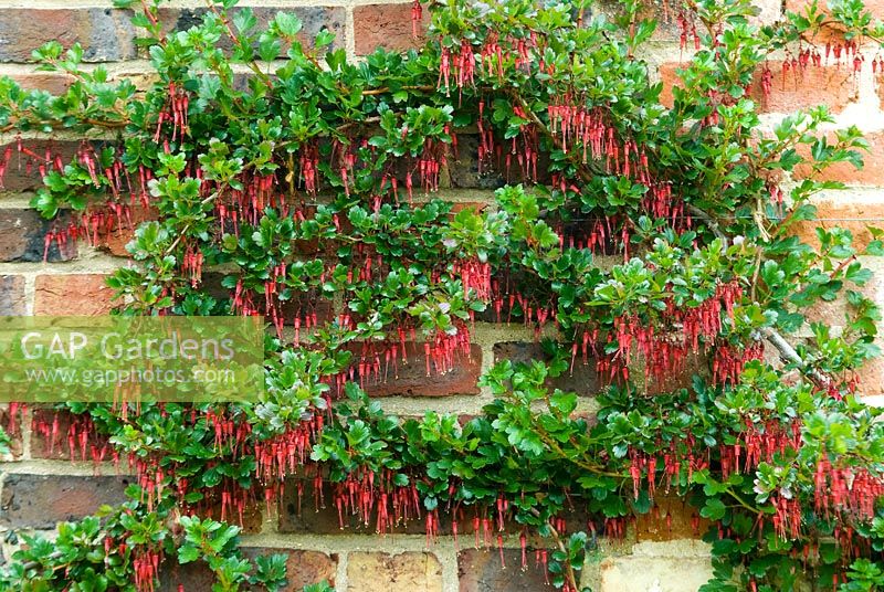 Ribes speciosum. Trained on wall. April