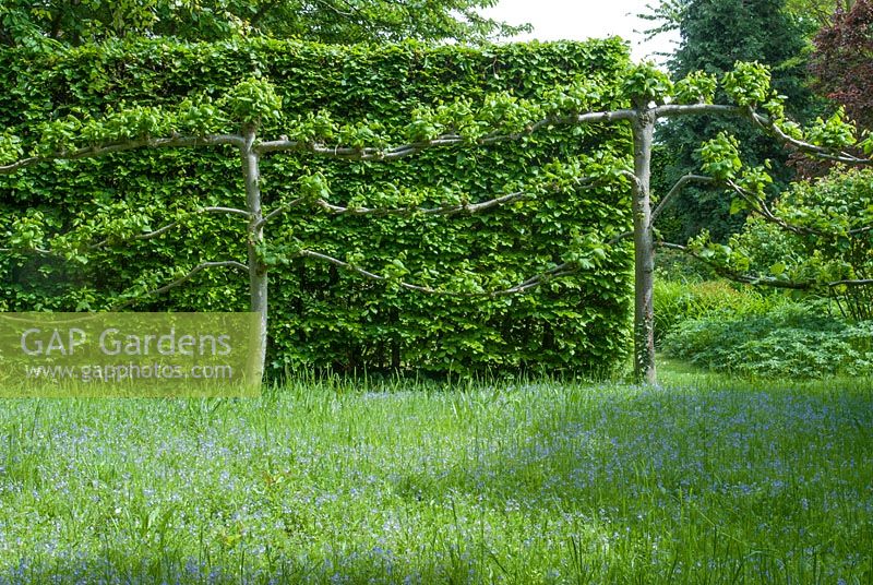 Pleached lime trees, beech hedge and speedwell in rough grass. Hardwicke House, Fen Ditton, May.