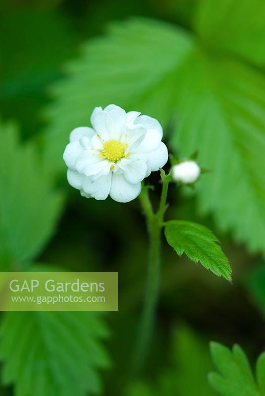 Fragaria vesca 'Multiplex' - Double-flowered wild strawberry. May