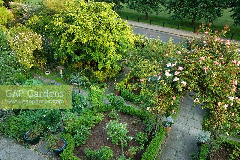 Aerial view of small formal town garden with roses, box edging and medlar tree. May