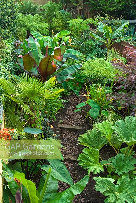 Sub-tropical garden with Gunnera, Colocasias, Trachycarpus, Dicksonia, Ensete ventricosum, Ensete ventricosum 'Maurelii', Musa basjoo and Acer palmatum 'Bloodgood'