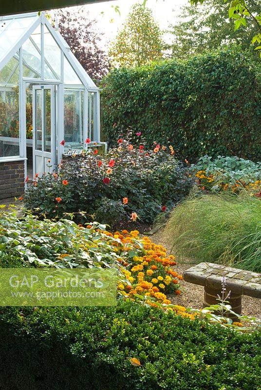 Garden view with traditional greenhouse, box hedge, summer bedding including marigolds, grasses and Dahlia 'Bishops Children'.