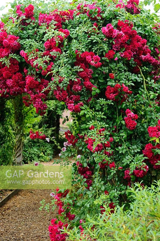 Rosa 'Crimson Shower' growing over a pergola. Madingley Hall, Cambridge