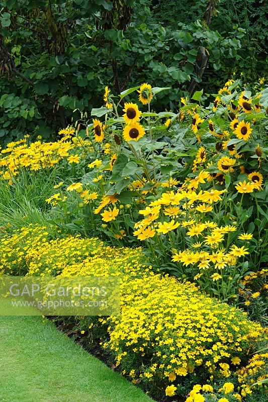 Yellow bedding scheme with Tagetes 'Lemon Gem', Rudbeckia 'Prairie Sun' and sunflowers