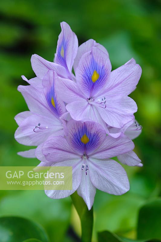Eichhornia crassipes - water hyacinth