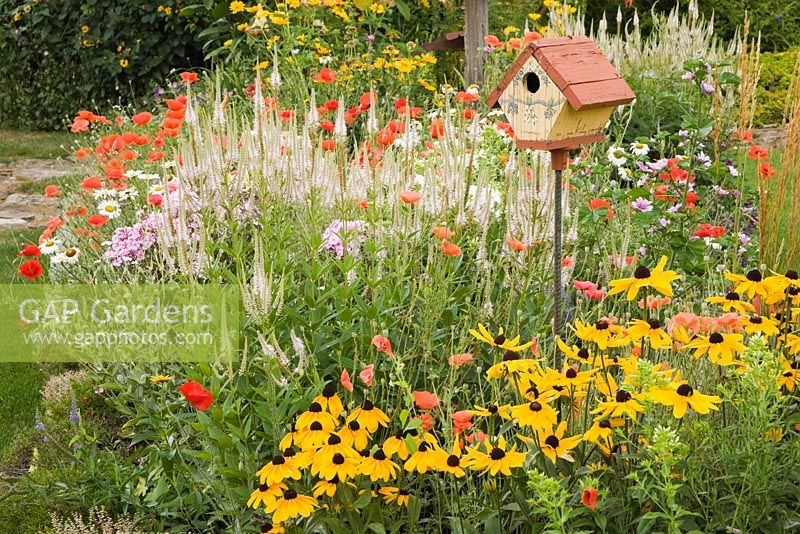 Birdhouse with yellow Rudbeckia 'Indian Summer' - Coneflowers and orange Papaver 'Shirley Mother of Pearl' - Poppy flowers in backyard rustic garden in summer, Quebec, Canada