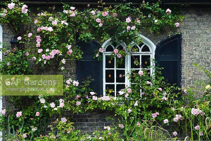 Rosa 'Albertine' trained on front of house with gothic window