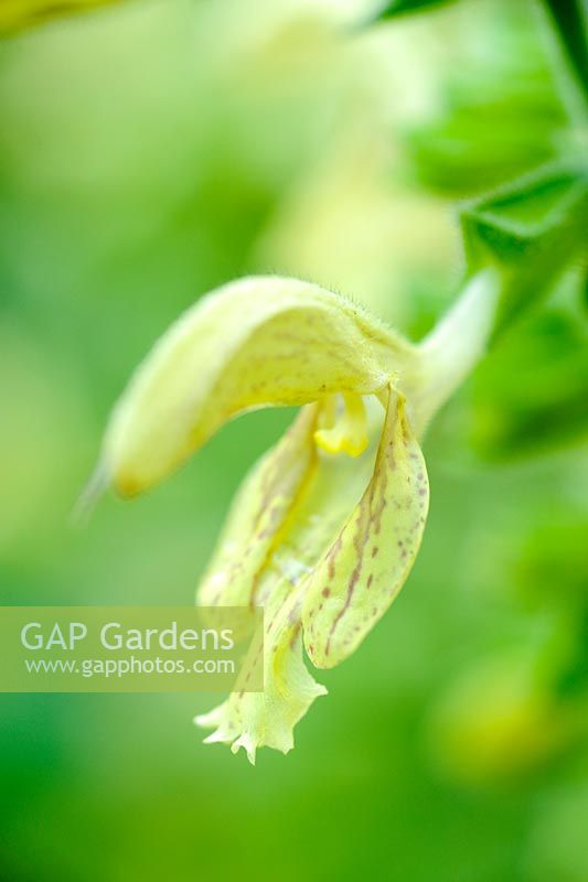 Salvia glutinosa - sticky clary