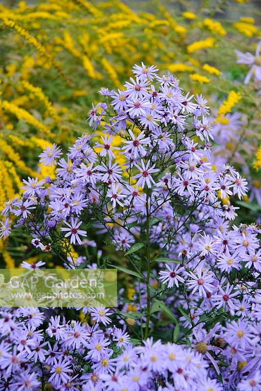 Aster 'Little Carlow' cordifolius hybrid with Solidago rugosa 'Fireworks' in background