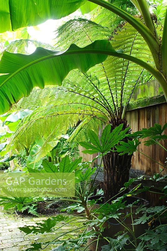 Musa basjoo, Fatsia japonica and Dicksonia antarctica in cool shady area beside fence