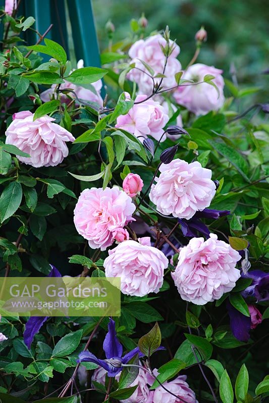 Rosa 'Mortimer Sackler' with Clematis 'Harlow Carr'