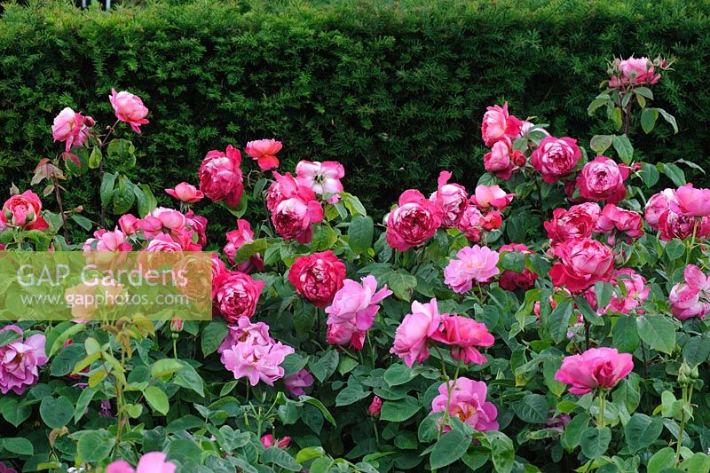 Rosa 'Benjamin Britten'. Rose garden RHS Hyde Hall