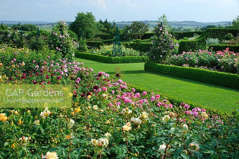 English Shrub roses planted in the Rose garden RHS Hyde Hall