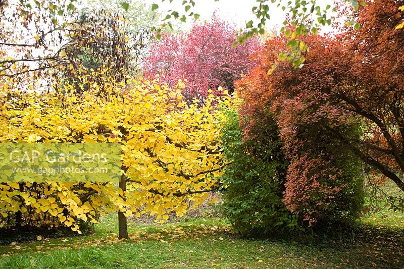 Pleached lime tree in autumn with cotinus. Hardwicke House, Fen Ditton, Cambridge