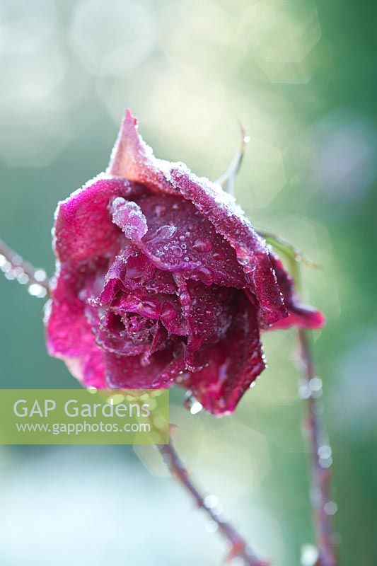 Rosa 'Deep Secret'. Flower in late autumn with frost