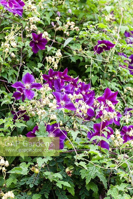 Clematis 'Gipsy Queen' AGM with Clematis rehderiana - Nodding virgin's bower, AGM. August.