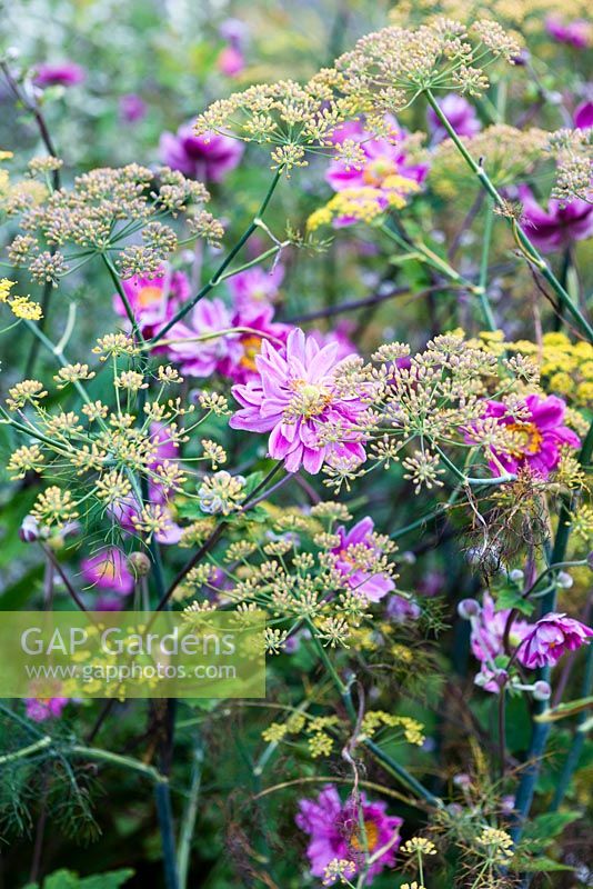 Anemone japonica, Double pink Japanese anemone with Foeniculum vulgare - Fennel