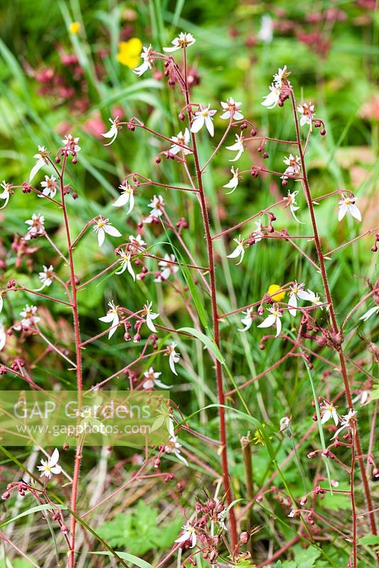Flowers of Saxifraga stolonifera 'Cuscutiformis'  in the New Garden Veddw House Garden, Monmouthsire, Wales. June 2014.