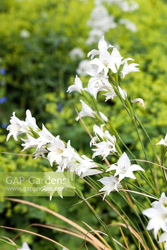 Gladiolus x colvillii 'The Bride'Veddw House Garden, Monmouthsire, Wales. June 2014.