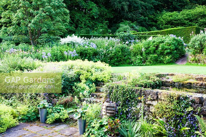 View from the Terrace to the Crescent Border. Pool on right. Alchemilla mollis on steps and in bed. Campanula lactiflora dominates border behind. Veddw House Garden, Wales. July.