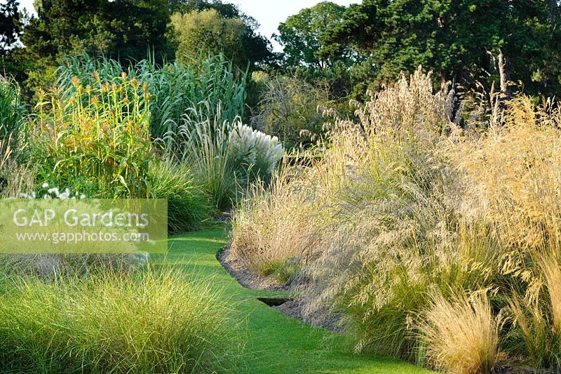 Grass path through collection of grasses within the Systematic Beds at Cambridge Botanic Gardens