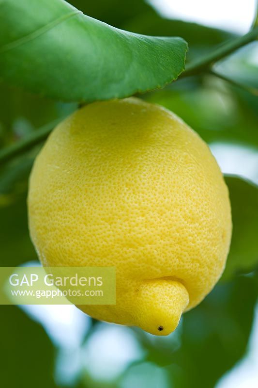 Citrus limon - lemon fruit