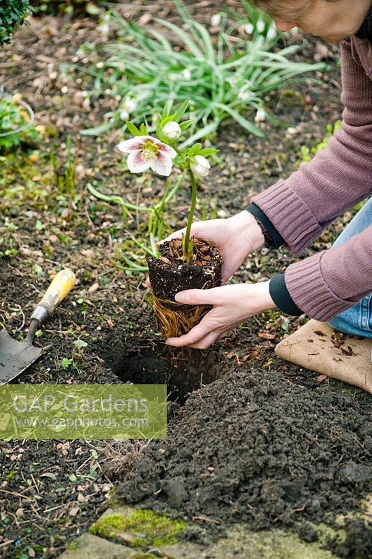Planting a hellebore - Helleborus x hybridus in the ground. Placing in hole
