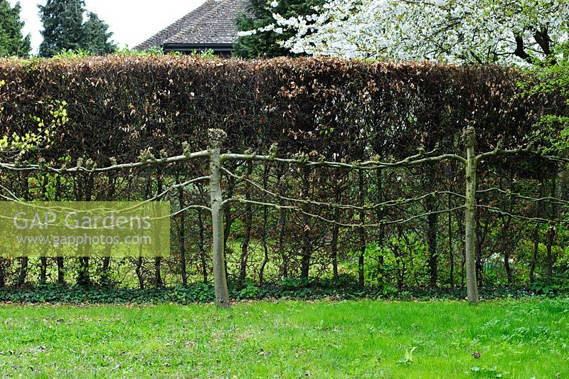 Pleached lime trees showing intertwined branches. Beech hedge. Hardwicke House, Fen Ditton, Cambridge