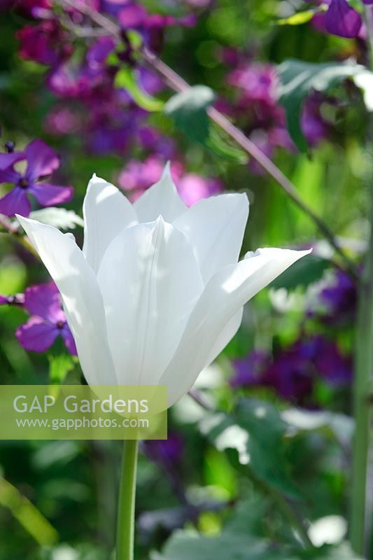 Tulipa 'White Triumphator' growing with Lunaria annua.