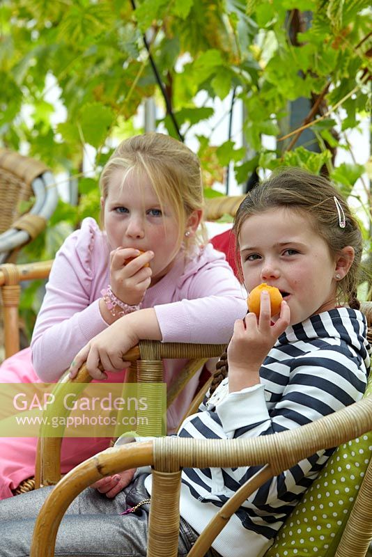 Girls eating freshly picked apricots