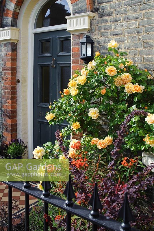 Rosa 'Maigold' trained next to front door of victorian house