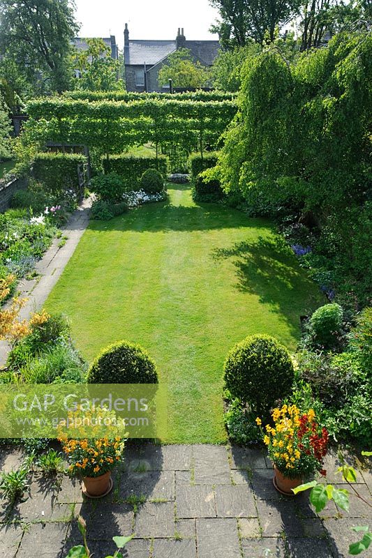 Formal town garden in spring with box topiary, pleached field maples and pots of wallflowers. 