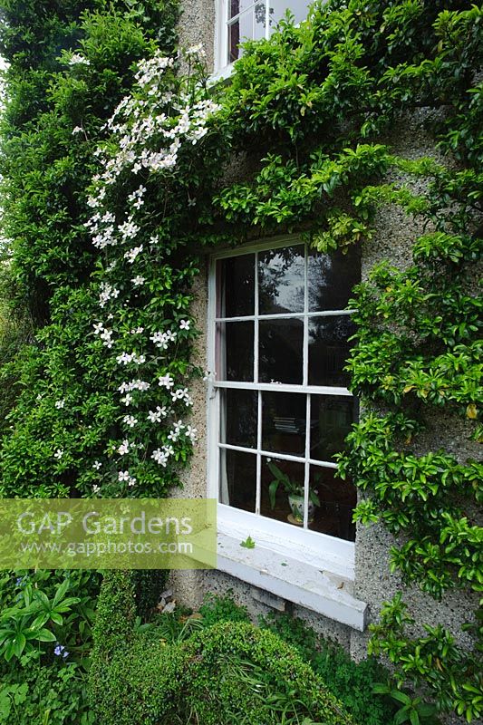 Cottage window with pyracantha and clematis montana trained around it. The Crossing House, Shepreth, Cambridge