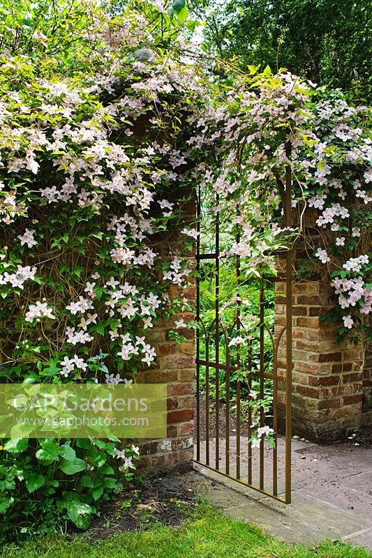 Wrought iron gate in brick wall with Clematis montana. The Shade Garden, Wollerton Old Hall, Shropshire