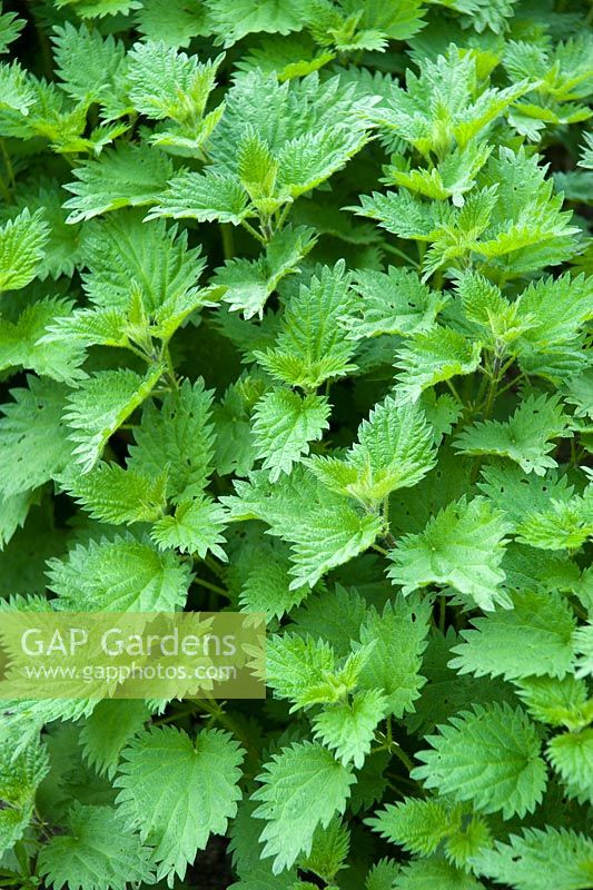 Urtica dioica. Young foliage. Stinging nettles