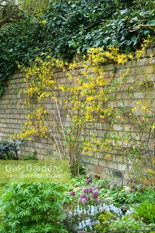 Forsythia suspensa trained on garden wall
